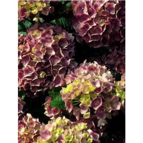 Hortensia 'Gertrude Glahn' Pot de 2L/3L (1/3)