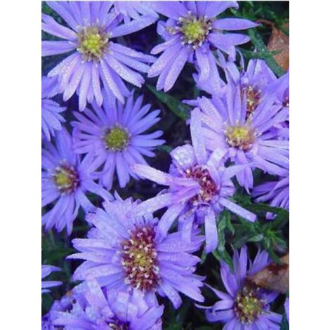 Aster nain 'Lady In Blue' Godet de 8/9 cm