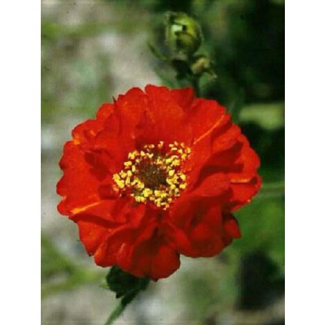 Benoîte 'Mrs Bradshaw' Godet de 7/8 cm (1/4)