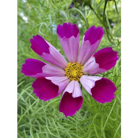 Cosmos 'Piper Red' le sachet de 100 graines (0,5g) (1/2)