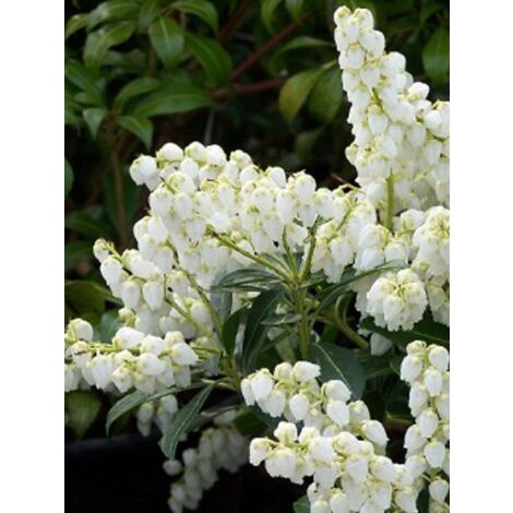 Andromède du Japon 'Purity' Pot de 3L/4L (1/2)