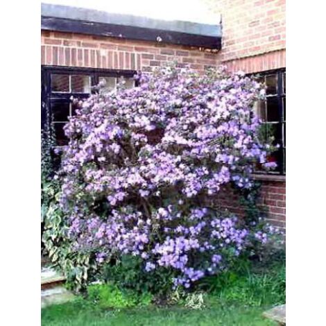 Rhododendron 'Blue Tit' Pot de 2L/3L