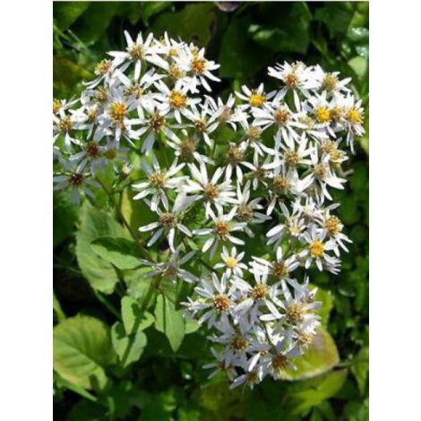 Aster à grandes feuilles 'Albus' Godet de 8/9 cm (1/4)