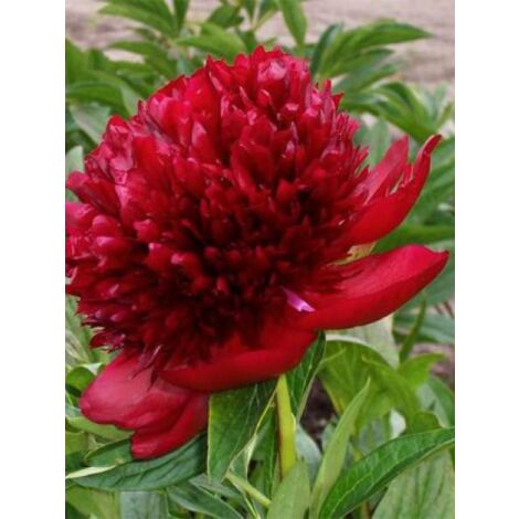 Pivoine de Chine 'Red Charm' Pot de 3L/4L