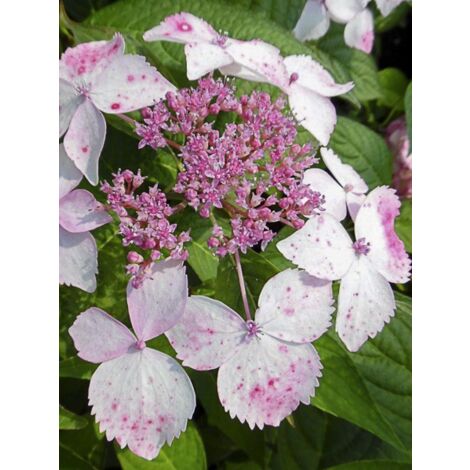 Hortensia 'Grayswood' Pot de 2L/3L (1/4)