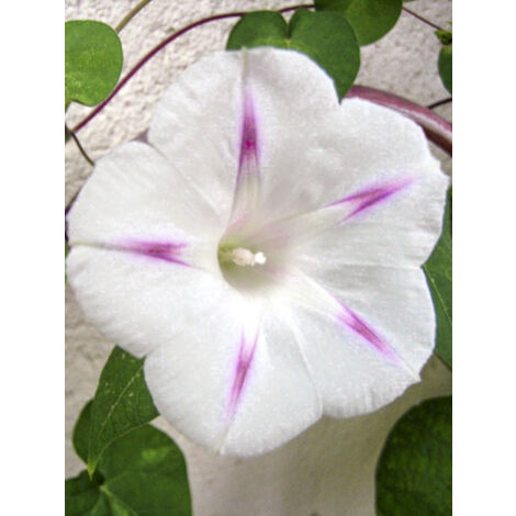 Volubilis 'Shiva' le sachet de 30 graines (0,8g) (1/2)