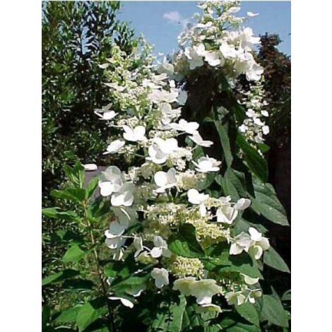 Hortensia paniculé 'Tardiva' Pot de 2L/3L (1/5)