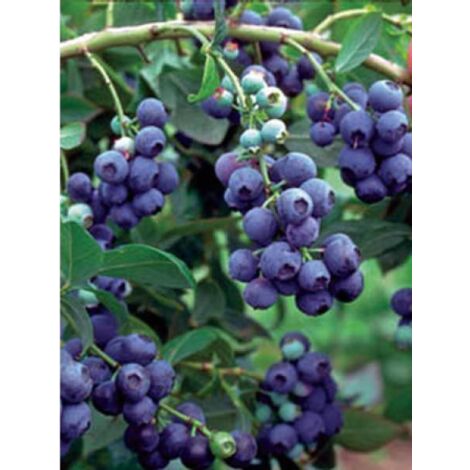 Myrtille d'Amérique 'Reka' Pot de 1,5L/2L, Buisson (1/2)