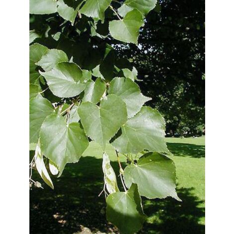 Tilleul à petites feuilles Pot de 7,5L/10L