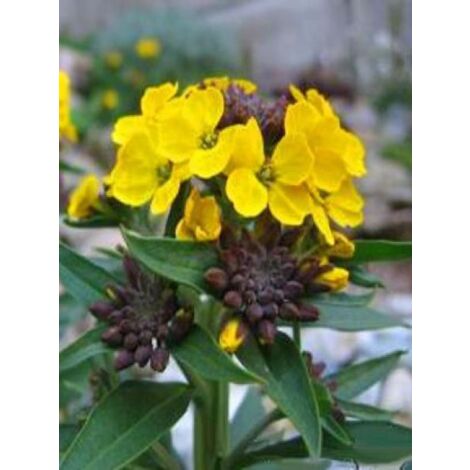 Giroflée, Vélar 'Jubilee Gold' Godet de 8/9 cm