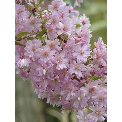 Cerisier du Japon 'Fukubana' – Arbre caduc 350 cm – Fleurs semi-doubles roses – Pot de 7,5L/10L – Rustique jusqu'à -23°C