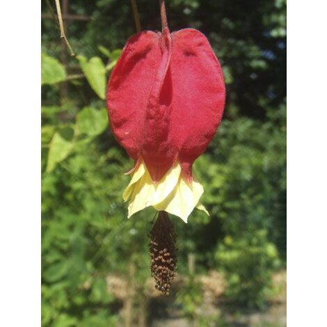 Lanterne chinoise, Abutilon du grand fleuve Pot de 3L/4L