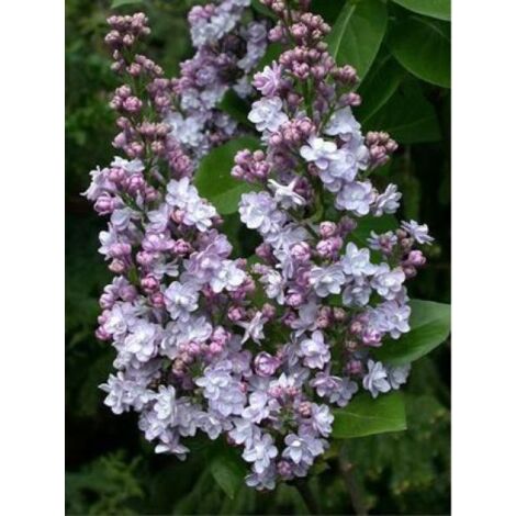 Lilas commun 'Michel Buchner' Pot de 4L/5L (1/2)