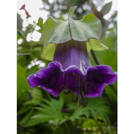 Cobée grimpante 'Violet Blue Bells' le sachet de 30 graines (1,5g) (1/2)