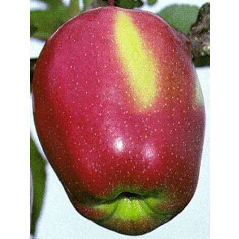 Pommier 'Gloster' Pot de 7,5L/10L, Gobelet