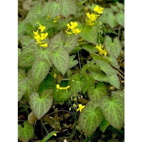 Fleur des elfes 'Fröhnleiten' Godet de 8/9 cm (1/3)