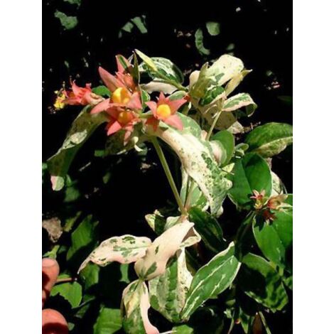 Millepertuis moserianum 'Tricolor' Godet de 8/9 cm (1/2)