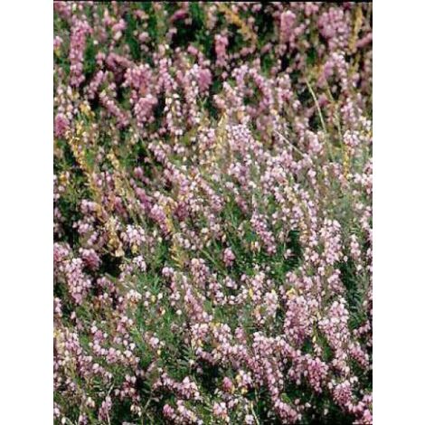 Bruyère des neiges 'Ghost Hills' Godet de 8/9 cm (1/2)