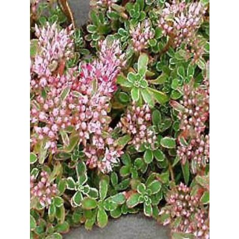 Orpin spurium 'Variegatum' Godet de 8/9 cm (1/3)