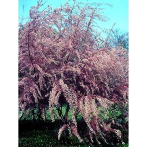 Tamaris de printemps Pot de 3L/4L