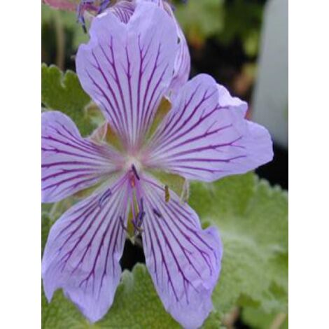 Géranium vivace à feuilles de crèpe 'Tcschelda' Godet de 8/9 cm (1/2)