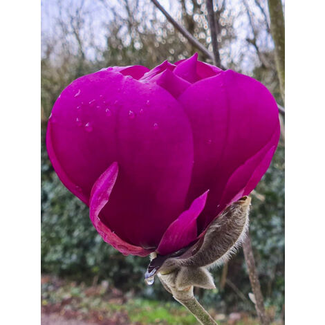 Magnolia 'Meganolia' Pot de 4L/5L (1/2)