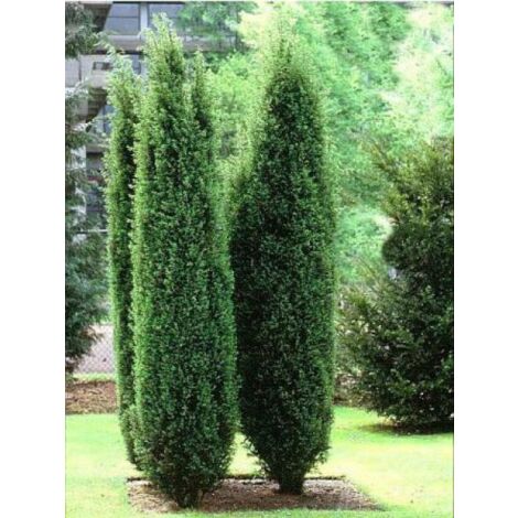 Genévrier commun 'Hibernica' – Conifère compact 350 cm – Exposition soleil/mi-ombre – Godet 8/9 cm pour plantation facile