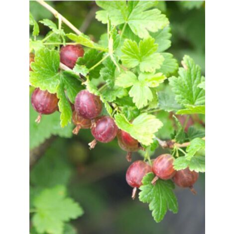Groseiller à maquereau 'Worcesterberry' Pot de 2L/3L (1/2)
