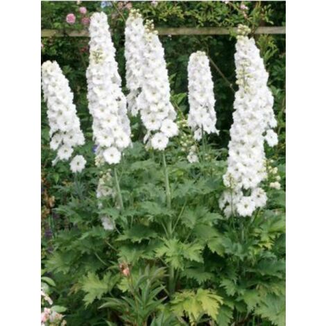 Pied d'Alouette vivace 'Galahad' Godet de 7/8 cm (1/3)