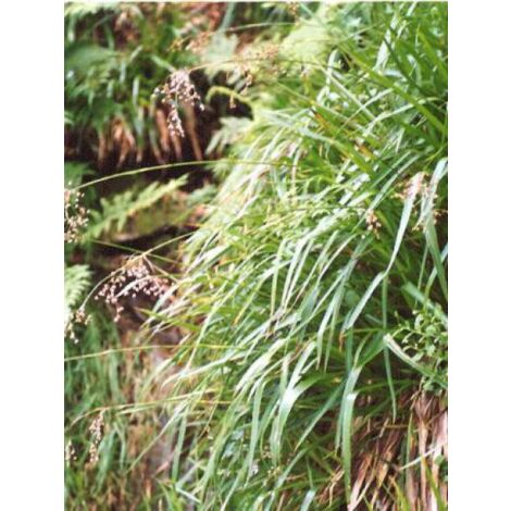 Luzule des bois Pot de 2L/3L (1/5)
