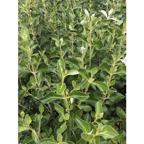 Olearia traverssii Pot de 2L/3L (1/3)
