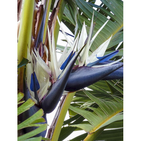 Oiseau de paradis augusta Pot de 30L/35L