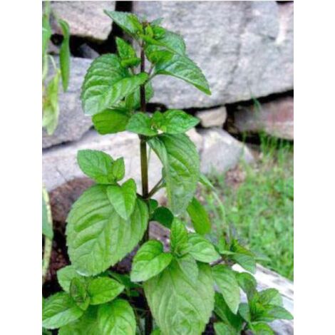 Menthe poivrée 'Eau de Cologne' Godet de 7/8 cm (1/4)