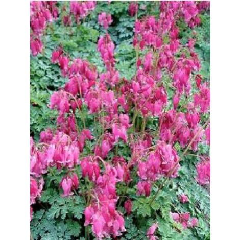 Coeur de Marie de Formose 'Luxuriant' Godet de 8/9 cm