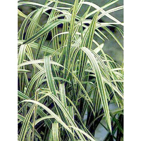 Glyceria maxima 'Variegata' Godet de 8/9 cm (1/5)