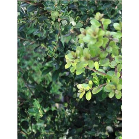 Houx crénelé 'Green Hedge' Godet de 8/9 cm (1/3)