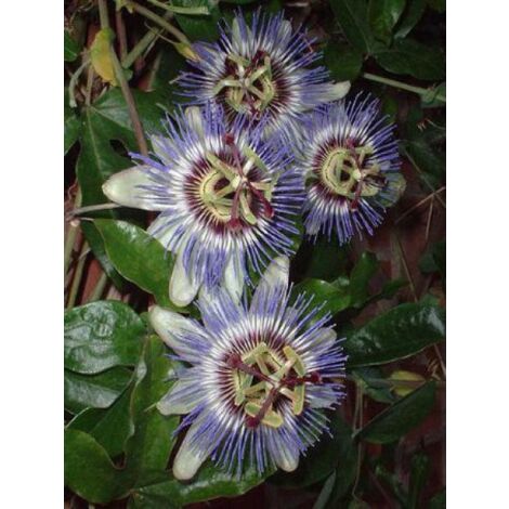 Passiflore bleue, Fleur de la passion Pot de 2L/3L