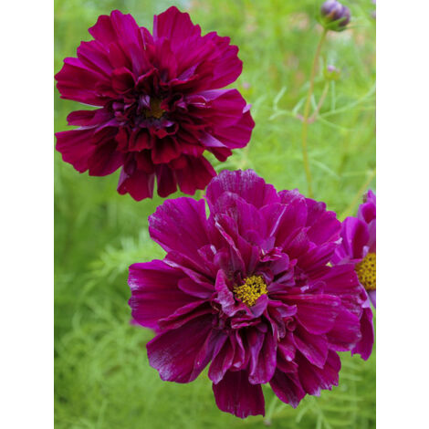Cosmos 'Cranberries' le sachet de 50 graines (1/2)