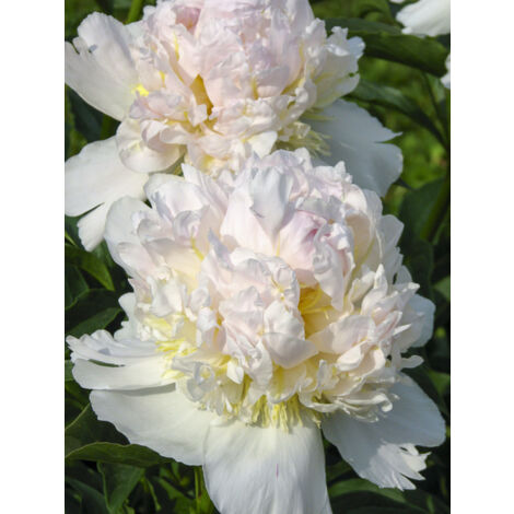 Pivoine de Chine 'Top Brass' Pot de 3L/4L (1/2)