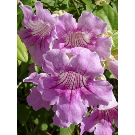 Bignone rose Pot de 2L/3L (1/2)