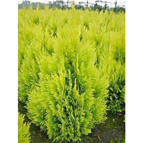 Thuya géant '4 Ever Goldy'® Godet de 8/9 cm