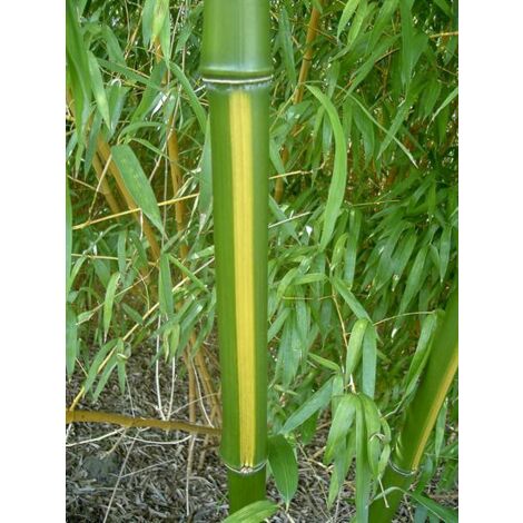 Bambou géant 'Huanwenzu' Pot de 12L/15L