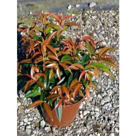 Leucothoe walteri 'Royal Ruby' Pot de 2L/3L (1/5)