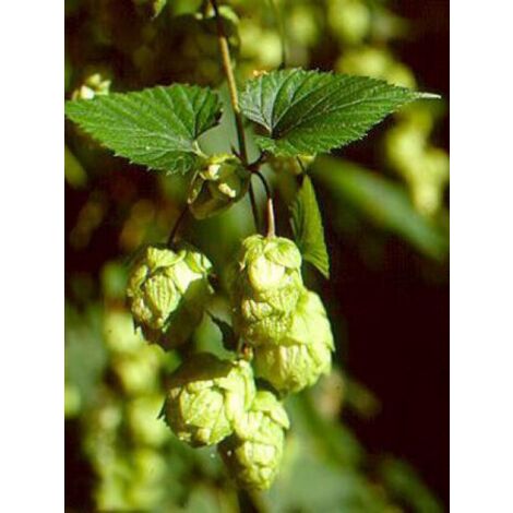 Houblon Pot de 1,5L/2L