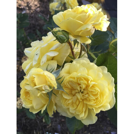 Rosier à massif 'Anny Duperey' Pot de 4L/5L (1/2)
