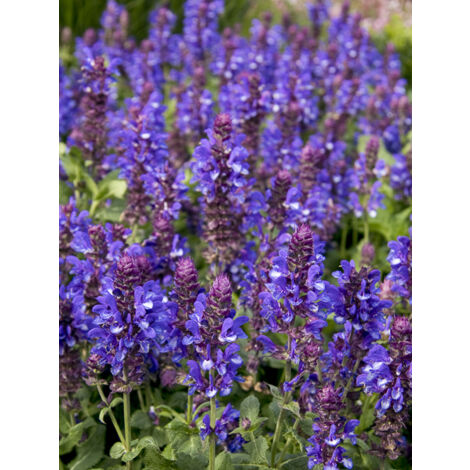 Sauge des bois 'Blue Marvel' Godet de 8/9 cm (1/2)
