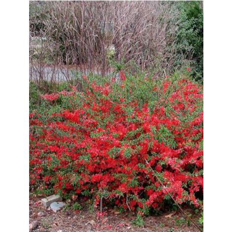 Cognassier du Japon 'Texas Scarlet' Pot de 2L/3L