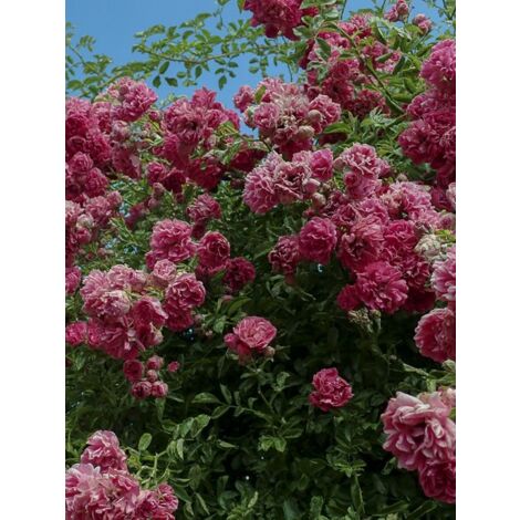 Rosier liane 'Excelsa' Pot de 4L/5L