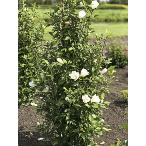 Mauve en arbre 'Flower Tower White' Godet de 8/9 cm
