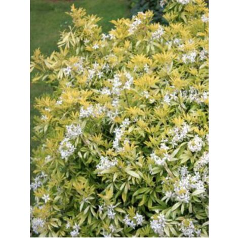 Oranger du Mexique 'Goldfinger' Pot de 3L/4L (1/4)